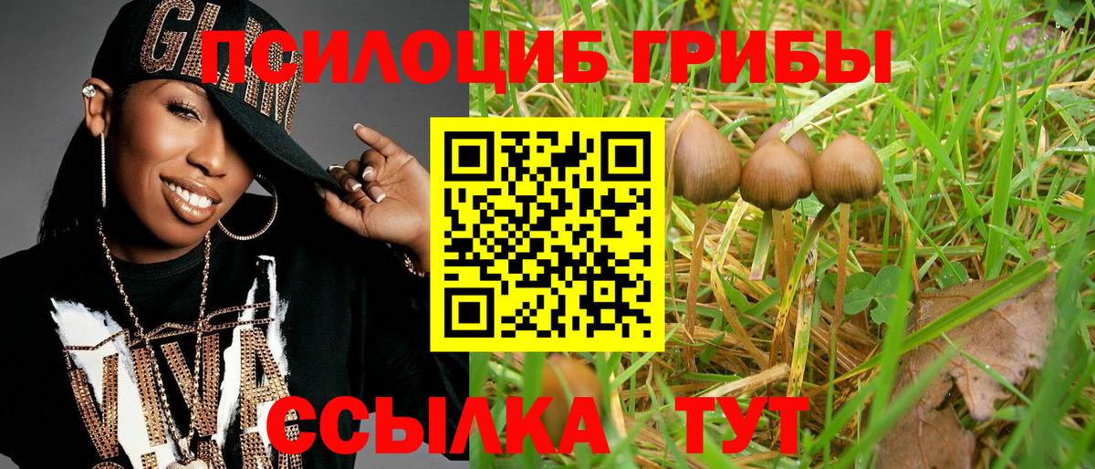 Псилоцибиновые грибы Cubensis Борзя